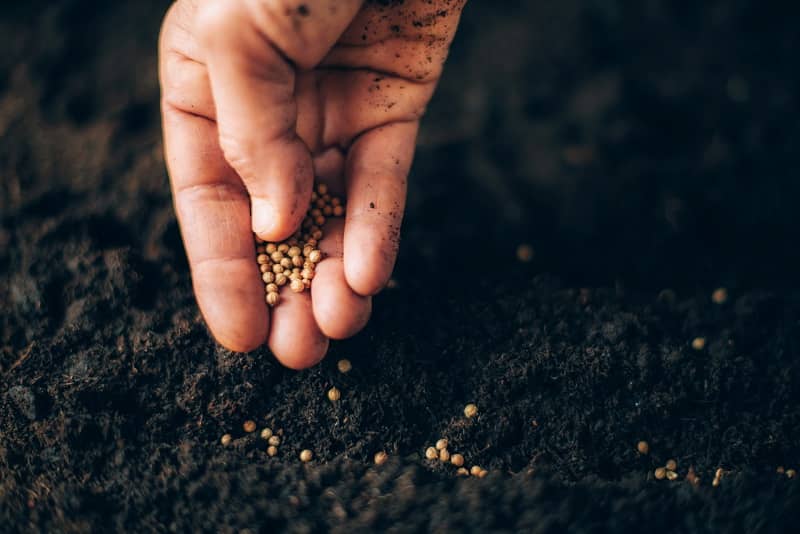 The Portland Seed Fund Planting High Hopes Reaping Few Results cm