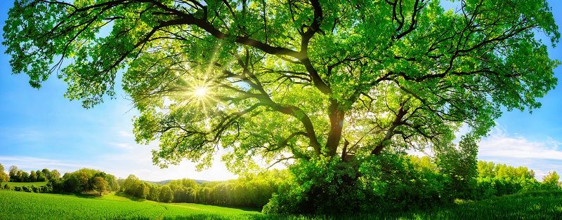 Comp The sun shining through a majestic oak tree