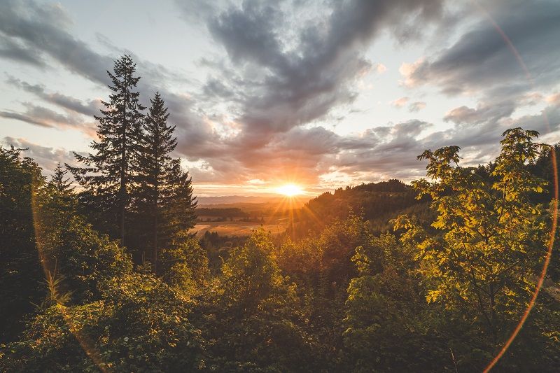 Comp Beautiful Forest and Valley Sunset