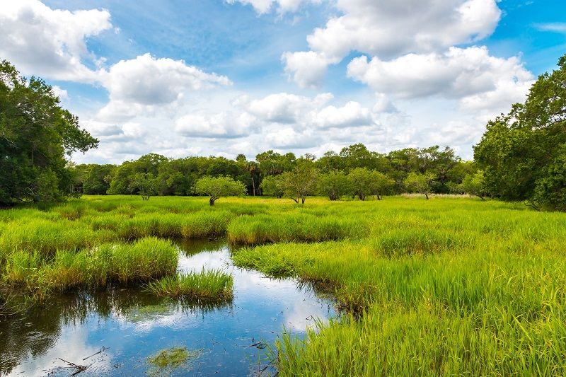 Florida wetland natural landscape. cm