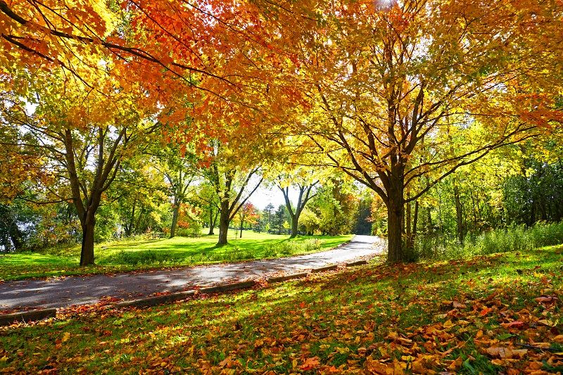 Sunny Path Through Sugar Maple Trees in Autumn cm