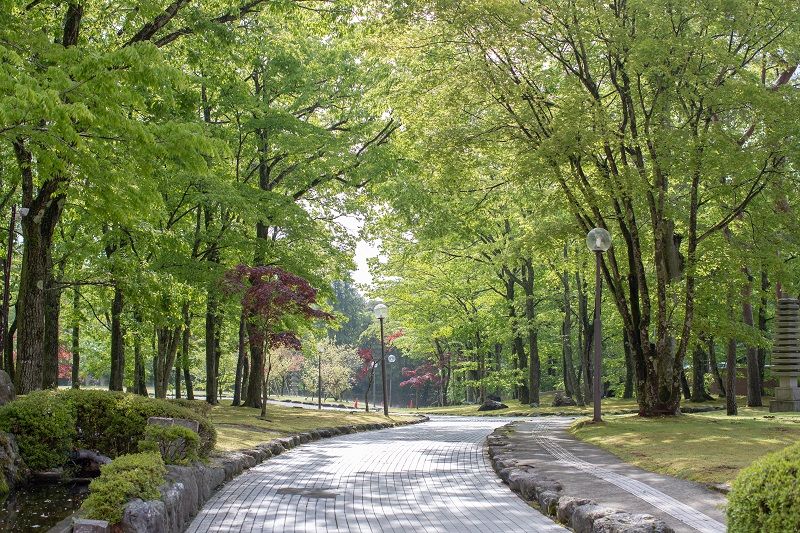 walkway with street lamp in garden cm